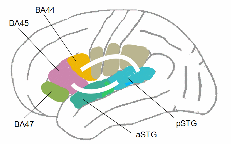 Theory of stuttering: white matter tracts, SLF and ECFS