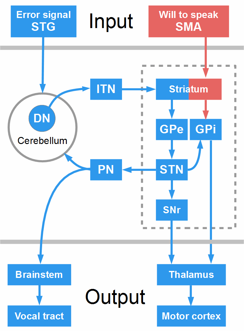 Stuttering theory, basal ganglia, cerebellum