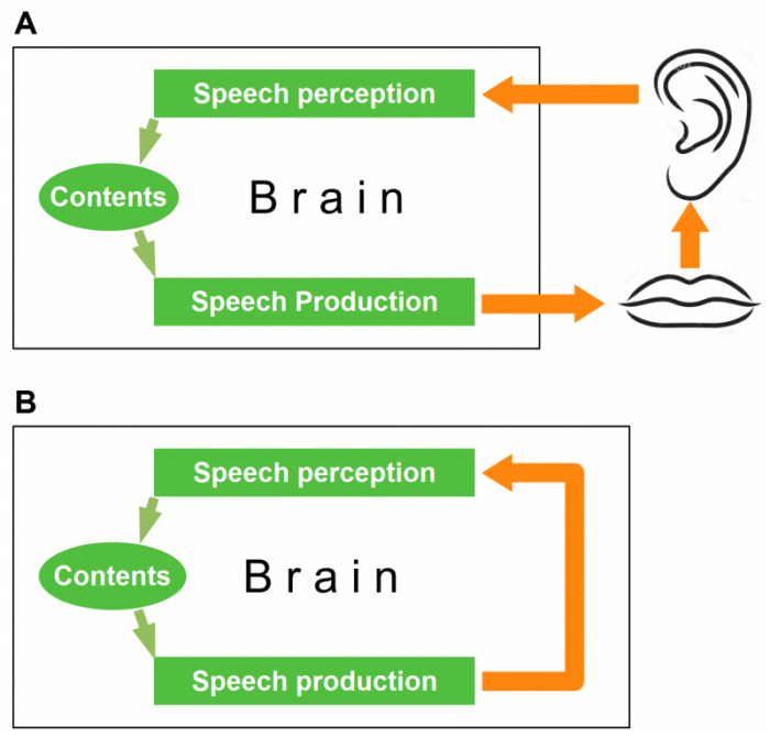 Speech production: external and internal feedback loop