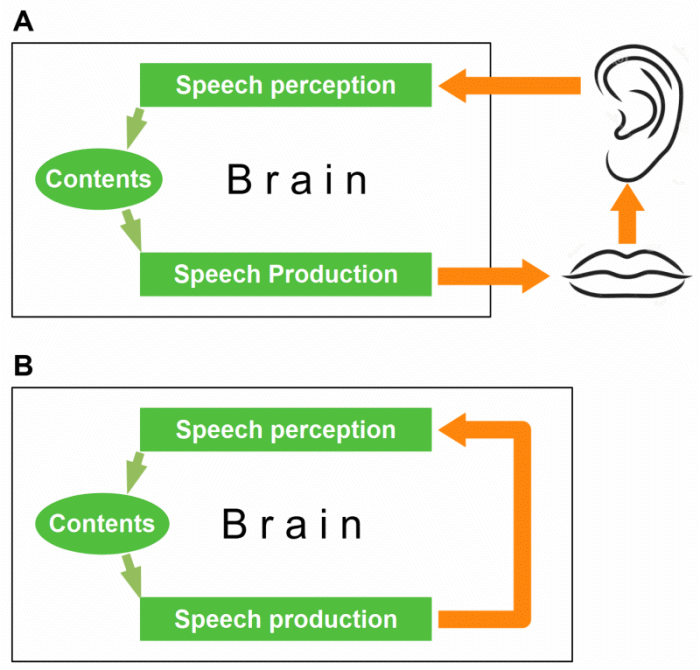 Stuttering theory: speech production: external and internal feedback loop